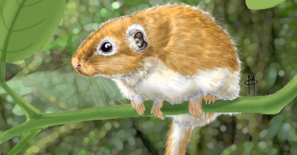 African rodents invaded Brazil 41 million years ago